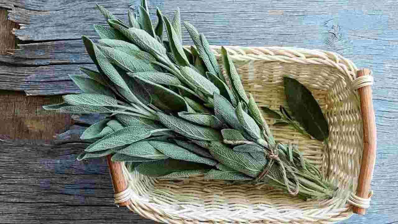 Salvia per cucinare