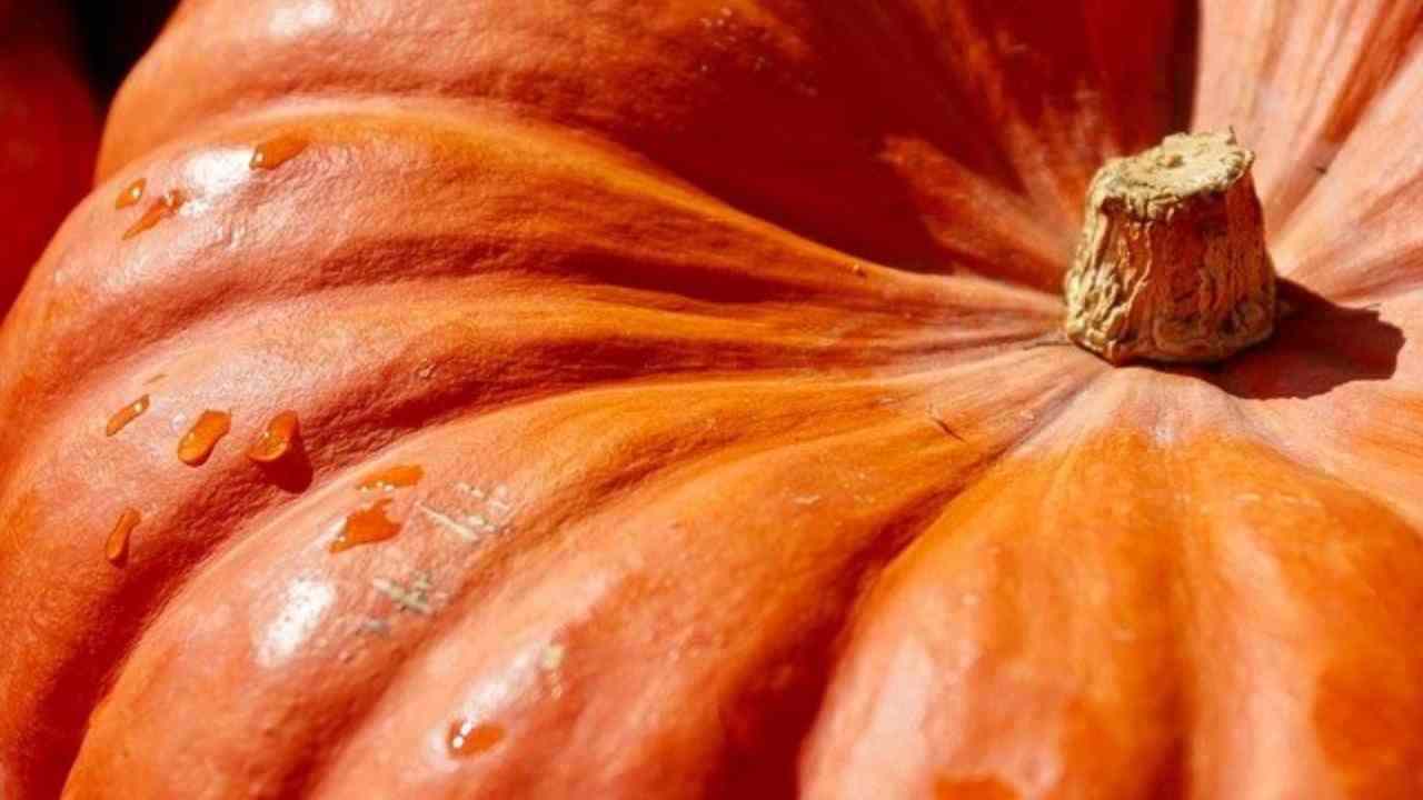 zucca scongelare