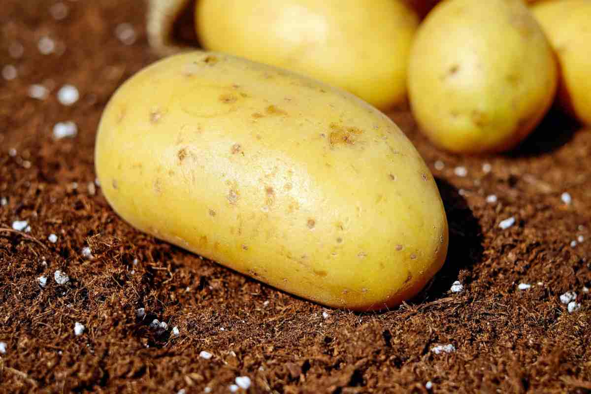 Cena patate forno speciali