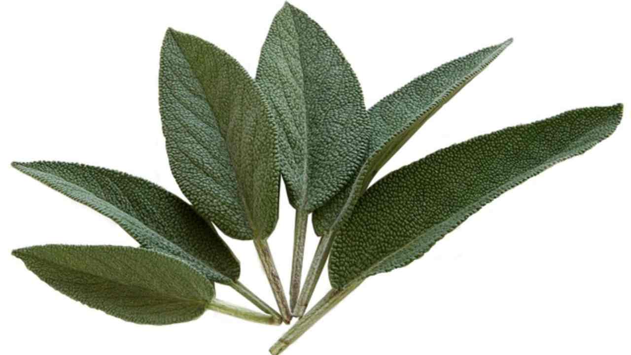 SAlvia utile problema