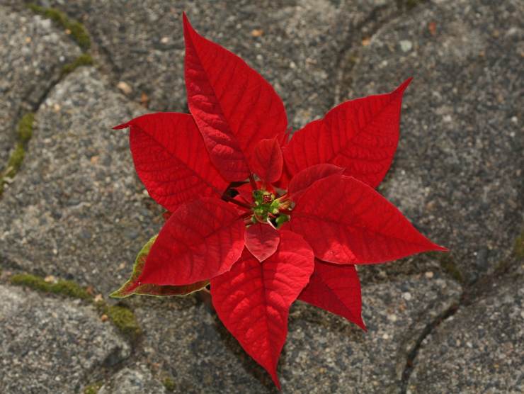 stella di natale perdere foglie