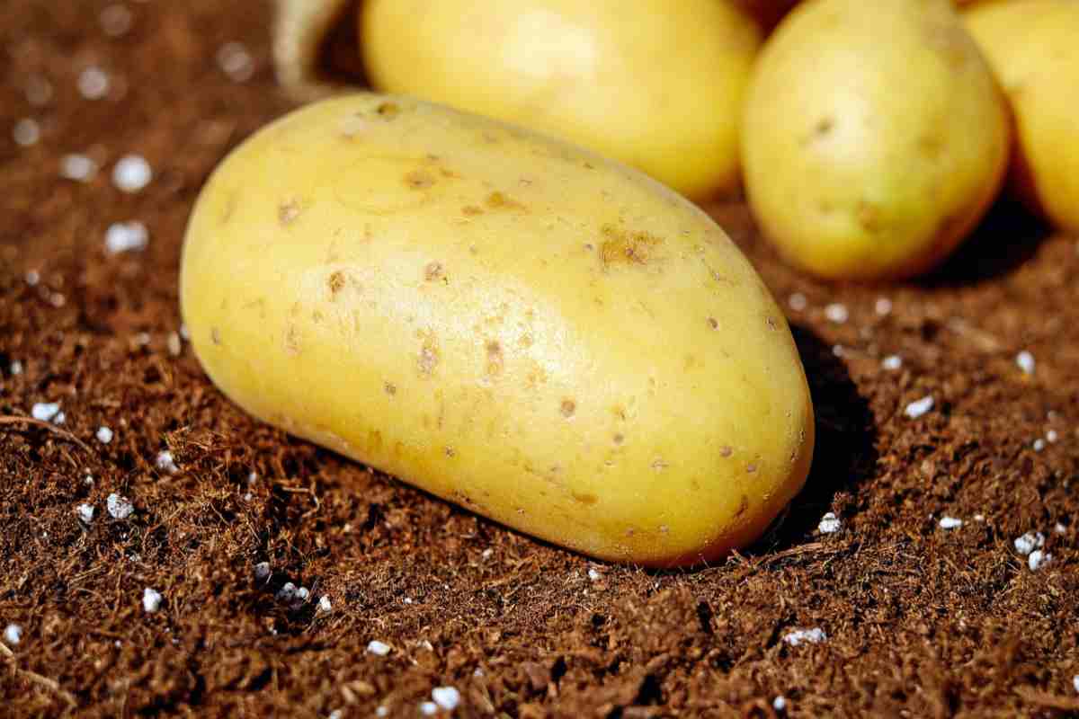 Patate anneriscano