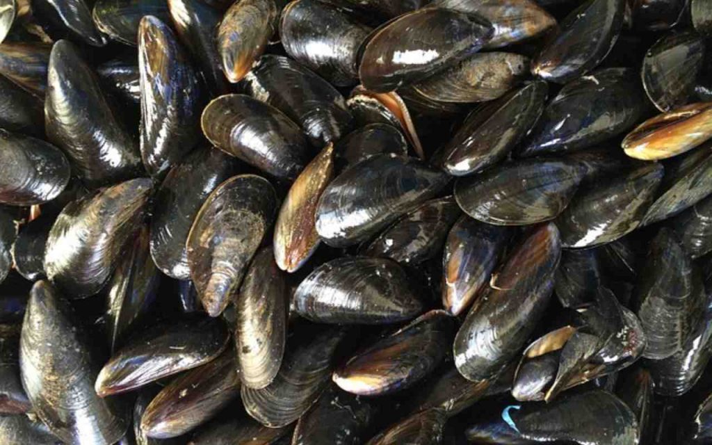 pulire le cozze