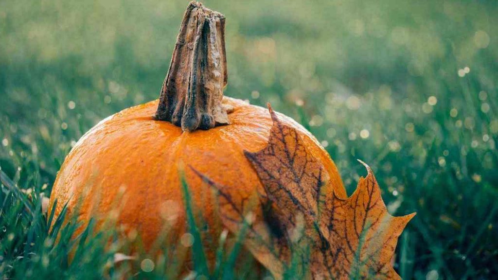 mai cucinata la zucca