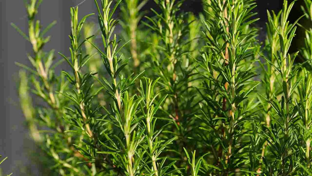 conservare erbe aromatiche