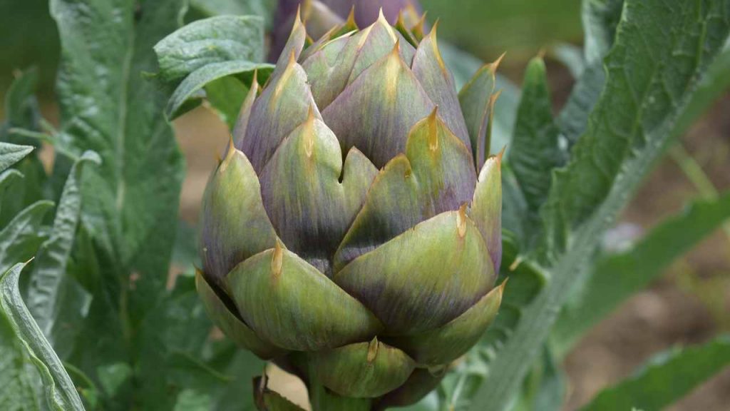 carciofi affogati