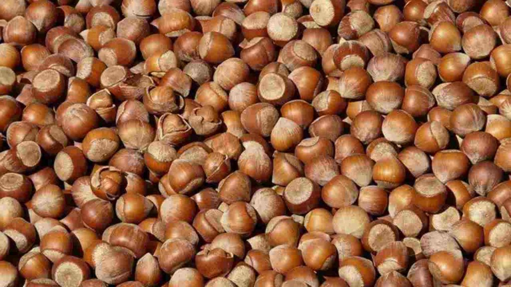 nocciole
