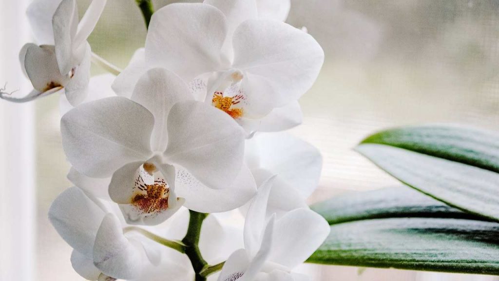 prendersi cura di un'orchidea