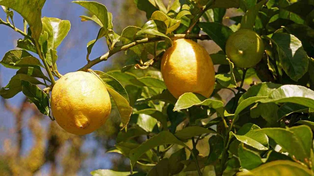 piante di limoni inverno