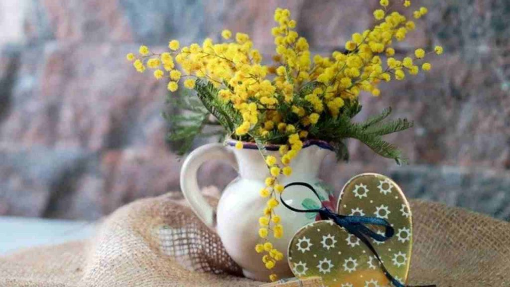 mimosa