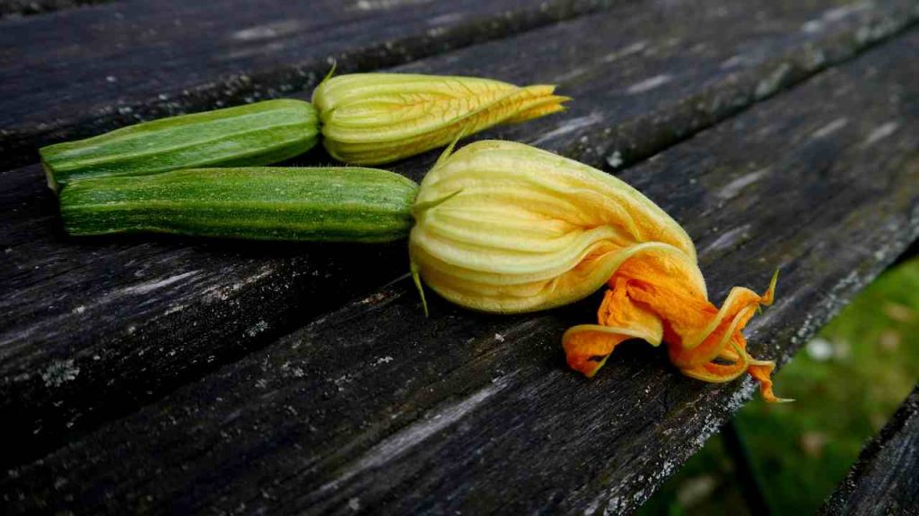 Fiori zucca romana