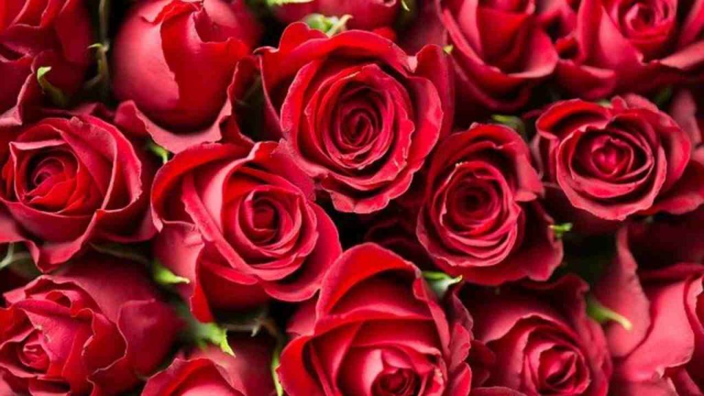 rose