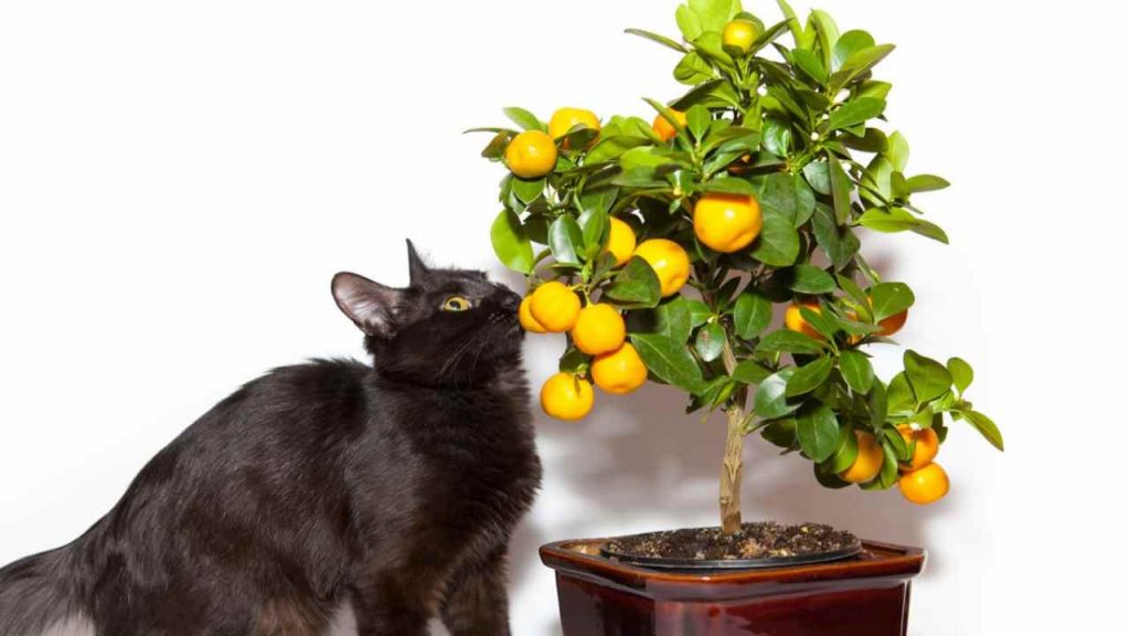 pianta di limone balcone