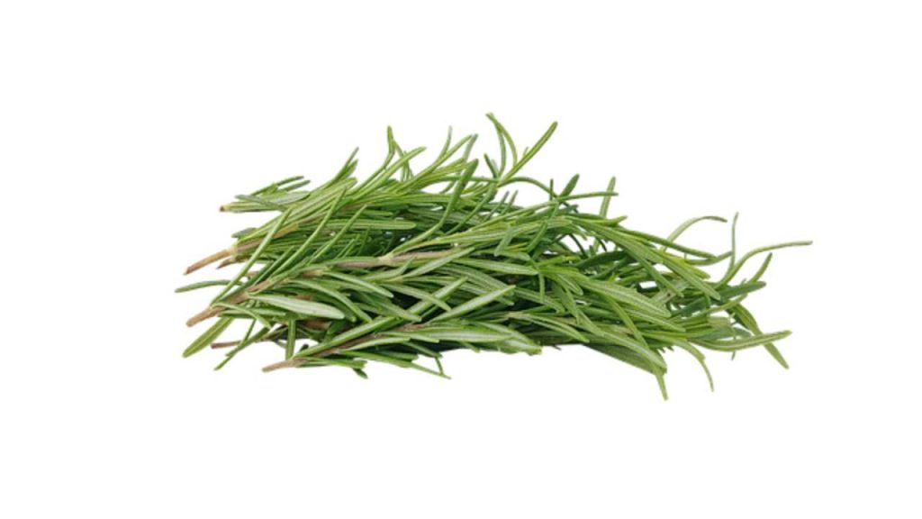 rosmarino
