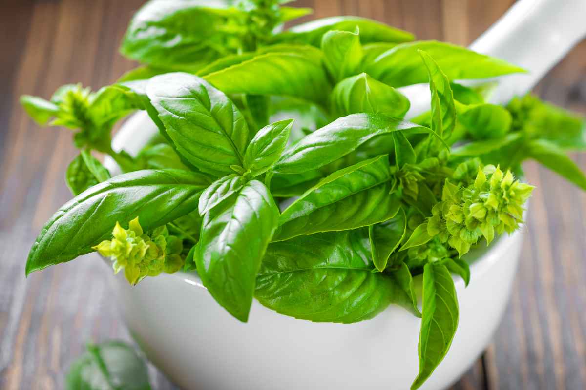 Mortaio bianco con all'interno del basilico fresco
