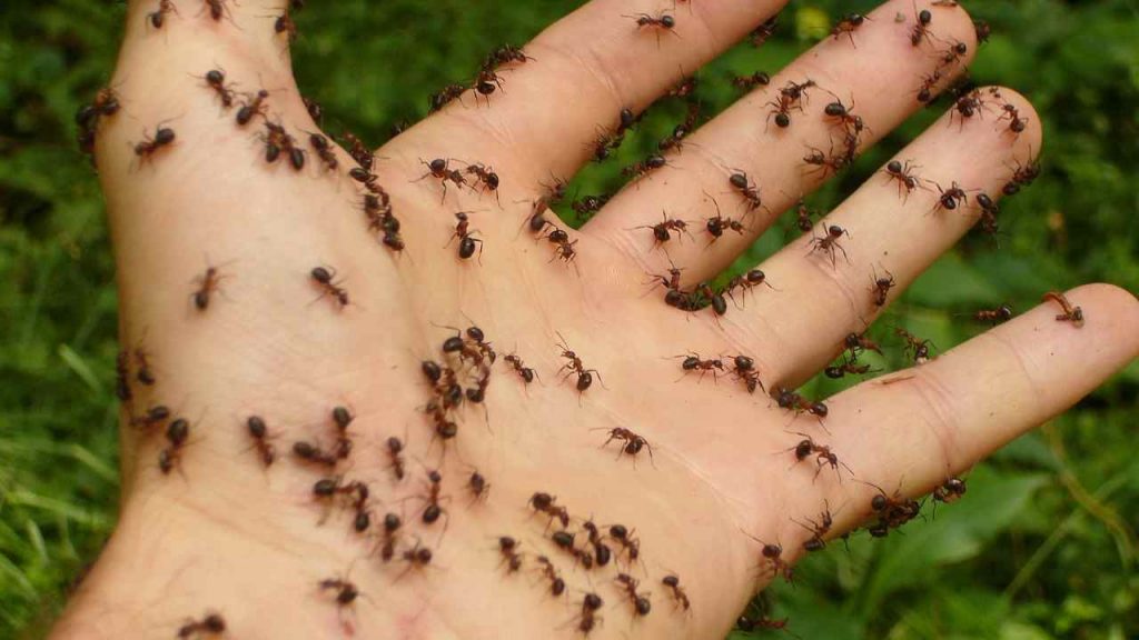 Cosa devi fare attenzione formiche