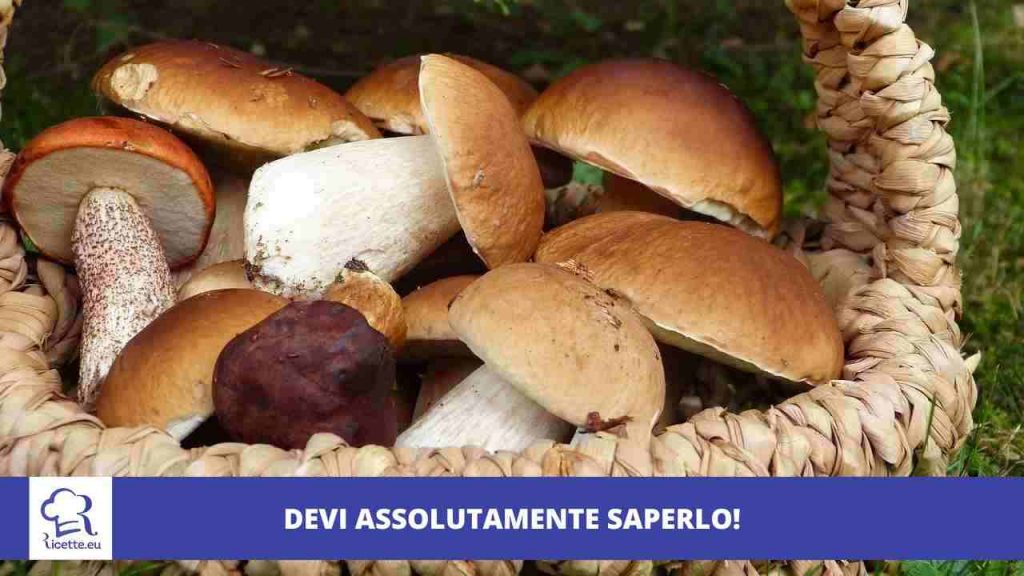 Cosa devi assolutamente sapere porcini