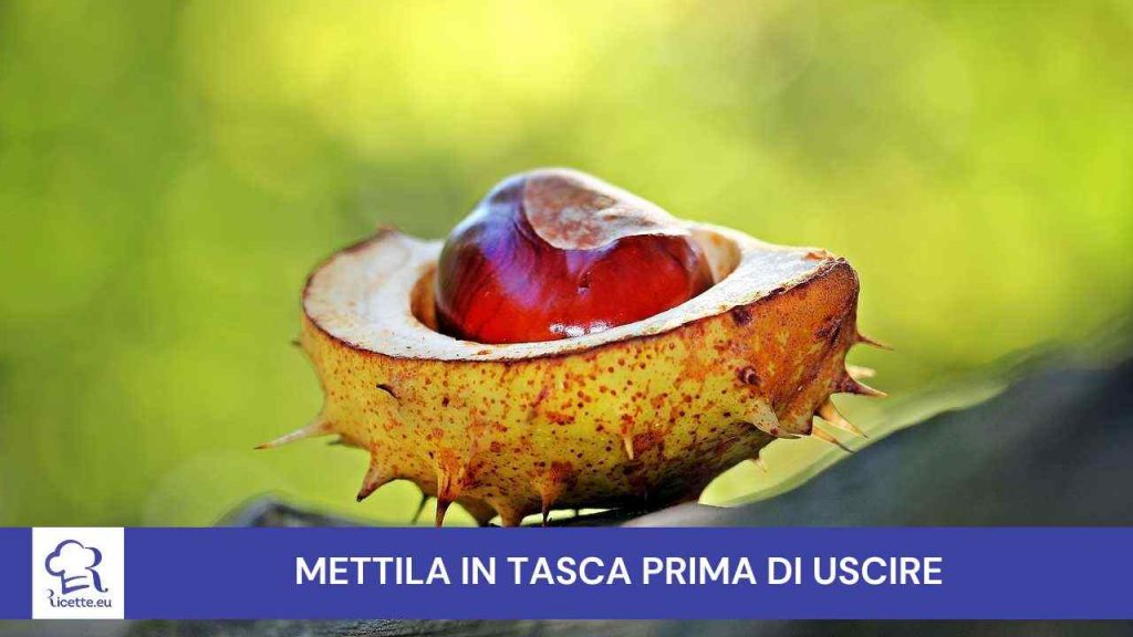 Metti castagna tasca prima uscire