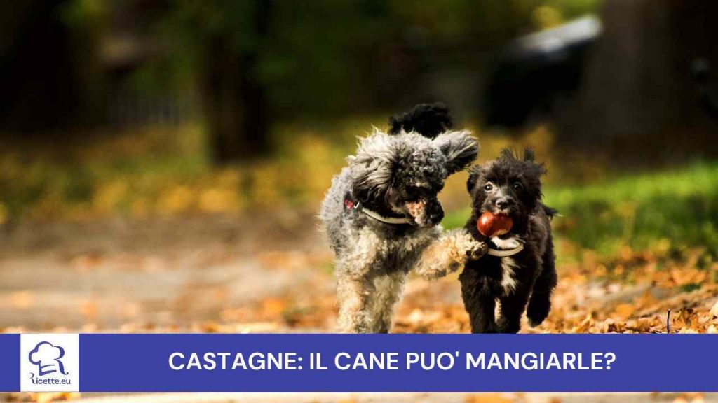 Posso dare castagna al cane