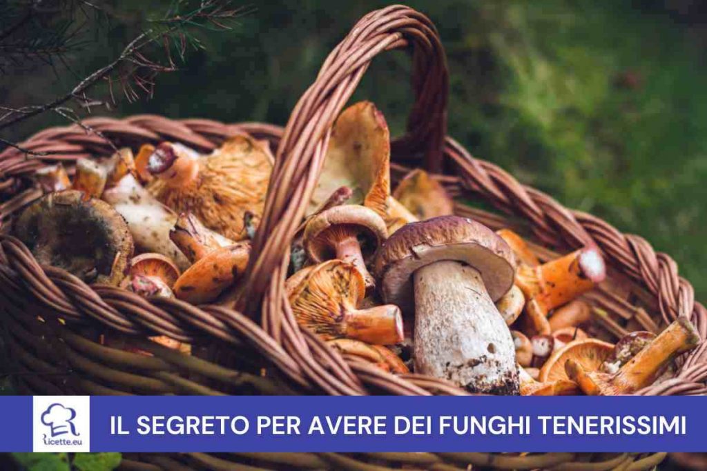 Funghi dettaglio